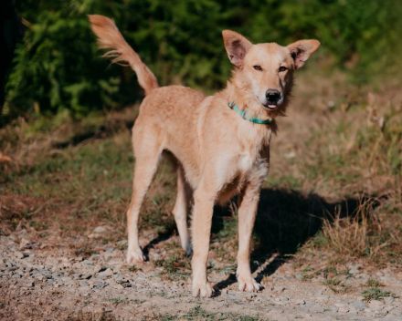 Yasmin sucht ein sportliches Zuhause