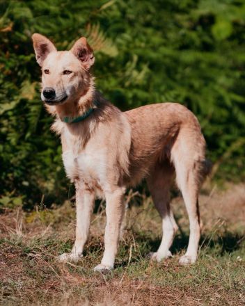 Yasmin sucht ein sportliches Zuhause