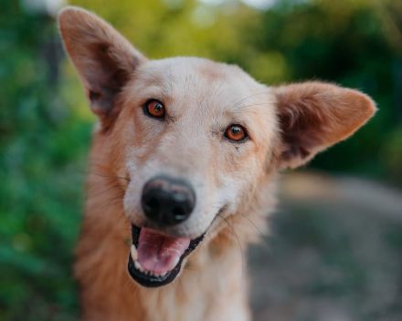 Yasmin sucht ein sportliches Zuhause