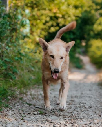 Yasmin sucht ein sportliches Zuhause