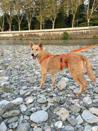 Yasmin sucht ein sportliches Zuhause