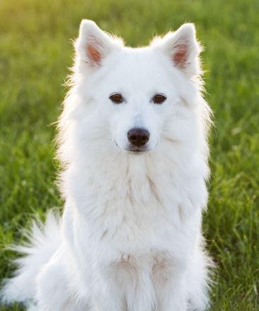 Großspitz Grossspitz Welpen