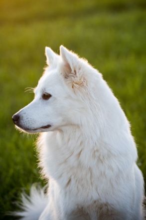 Großspitz Grossspitz Welpen