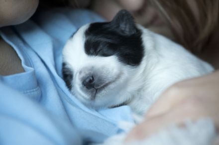 Großspitz Grossspitz Welpen