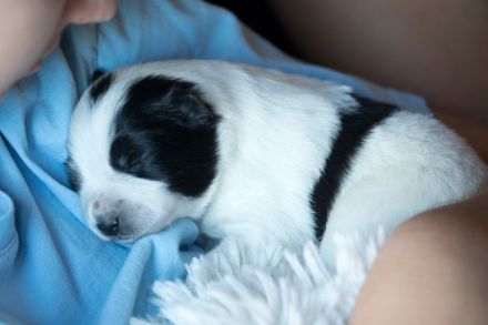 Großspitz Grossspitz Welpen