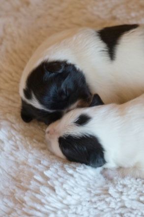 Großspitz Grossspitz Welpen