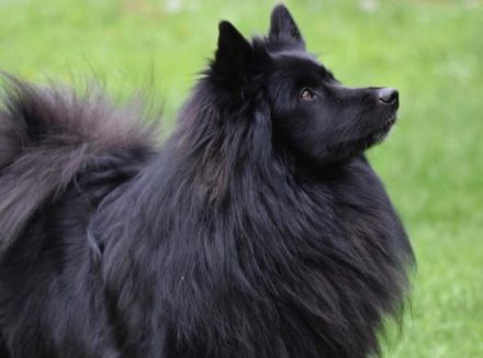 Großspitz Grossspitz Welpen