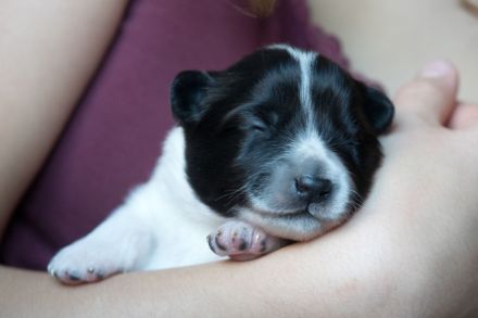 Großspitz Grossspitz Welpen