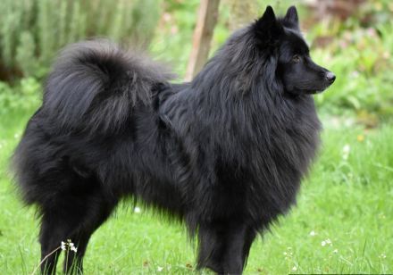 Großspitz Grossspitz Welpen