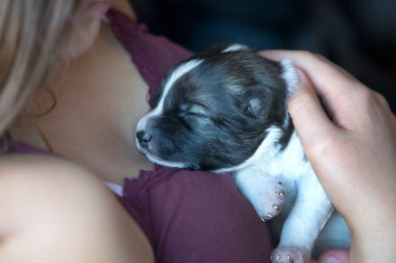 Großspitz Grossspitz Welpen