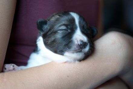 Großspitz Grossspitz Welpen