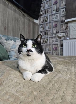 Mint in schwarz weiß sucht körbchen