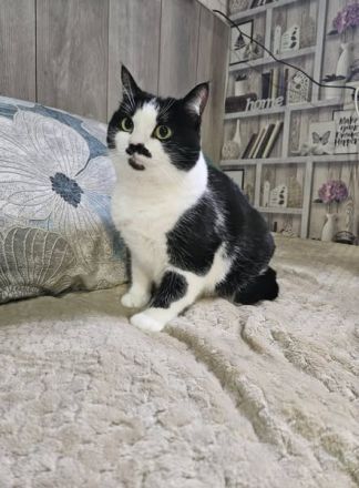 Mint in schwarz weiß sucht körbchen