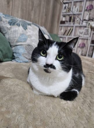 Mint in schwarz weiß sucht körbchen