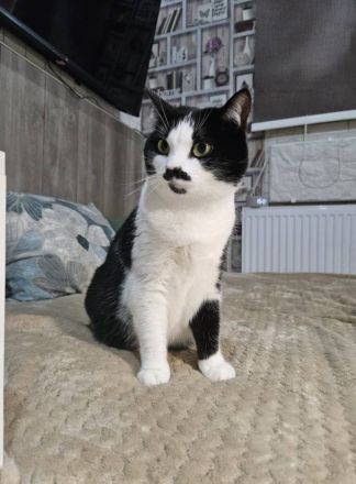 Mint in schwarz weiß sucht körbchen