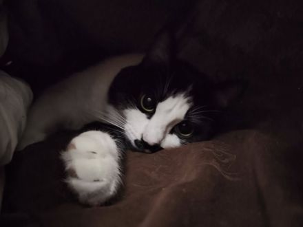 Mint in schwarz weiß sucht körbchen