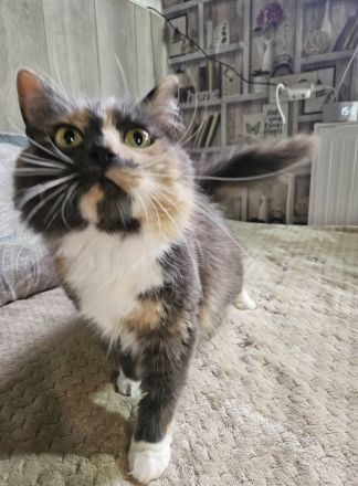 Wuschel Hudson verzaubert alle