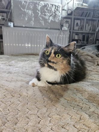 Wuschel Hudson verzaubert alle