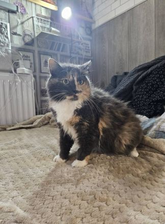 Wuschel Hudson verzaubert alle