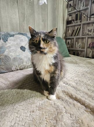 Wuschel Hudson verzaubert alle