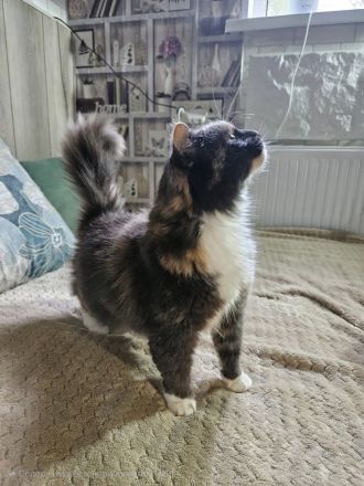 Wuschel Hudson verzaubert alle