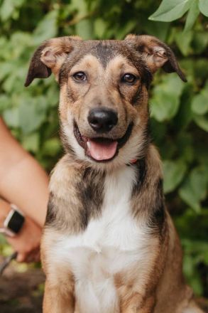 Wer gibt Pongo ein für immer platz?!