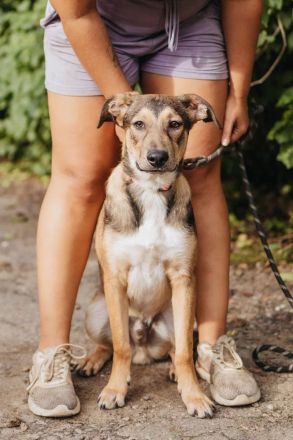 Wer gibt Pongo ein für immer platz?!