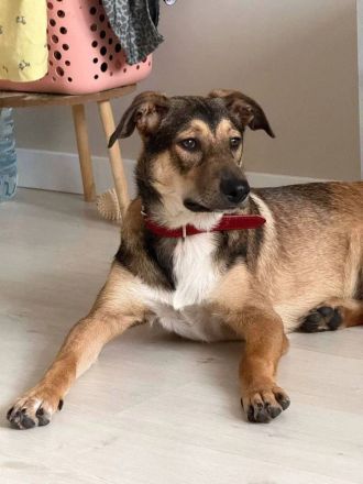 Wer gibt Pongo ein für immer platz?!