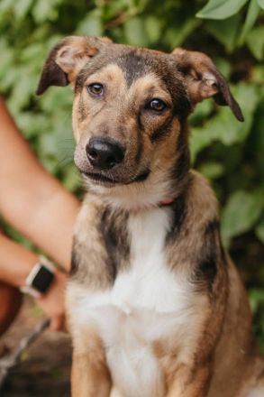 Wer gibt Pongo ein für immer platz?!