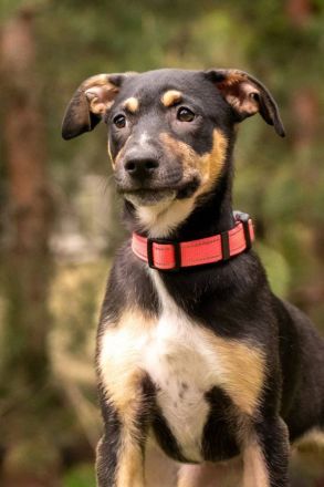 Junge hübsche Dory sucht ihre Familie