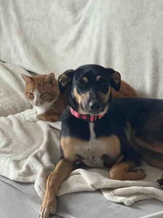 Junge hübsche Dory sucht ihre Familie