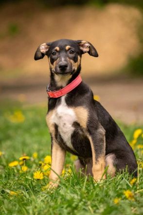 Junge hübsche Dory sucht ihre Familie