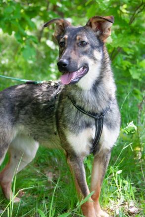 Liebevolle Olivka sucht ihren platz