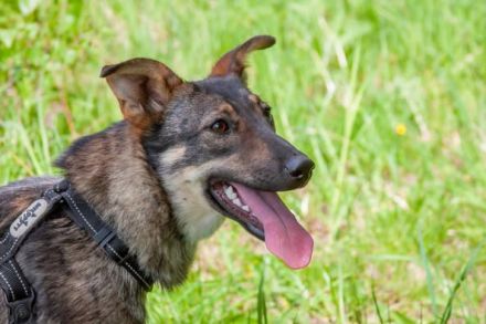 Liebevolle Olivka sucht ihren platz