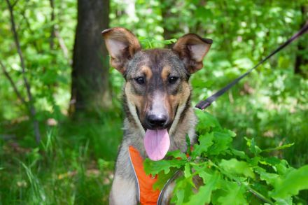 Mutiger Krosh sucht aktive Familie