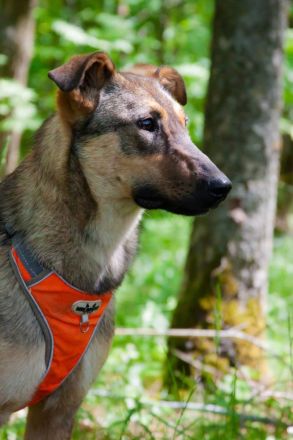 Mutiger Krosh sucht aktive Familie