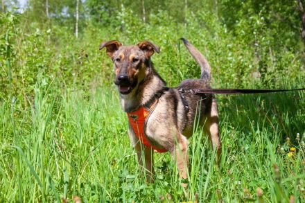 Mutiger Krosh sucht aktive Familie