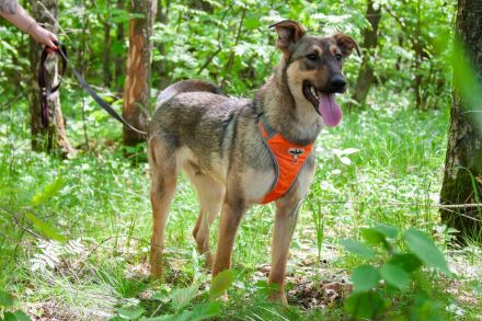 Mutiger Krosh sucht aktive Familie