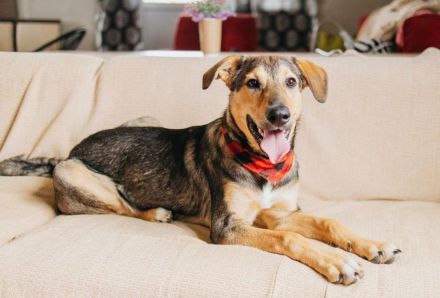 Duke will endlich sein zuhause
