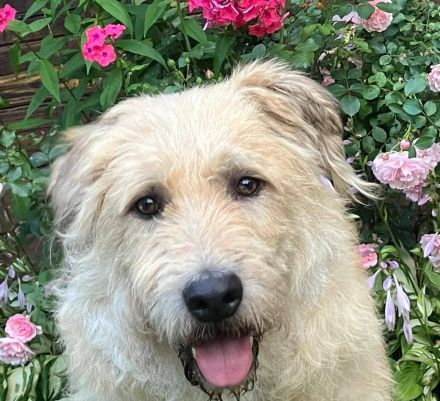 Wer gibt Algerien nochmal eine chance ?!