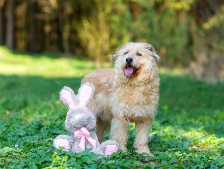 Wer gibt Algerien nochmal eine chance ?!