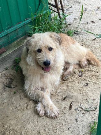 Wer gibt Algerien nochmal eine chance ?!