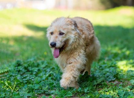 Wer gibt Algerien nochmal eine chance ?!