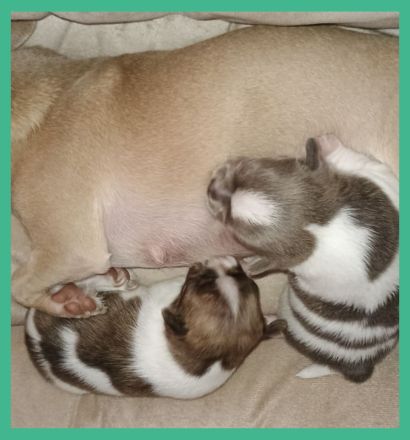 Hunde Hebamme mit Herz