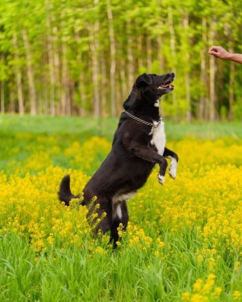 Der freundliche Jack sucht sein Körbchen