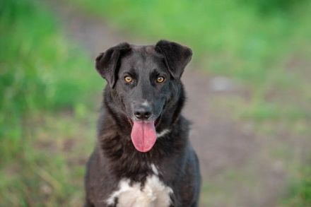 Der freundliche Jack sucht sein Körbchen