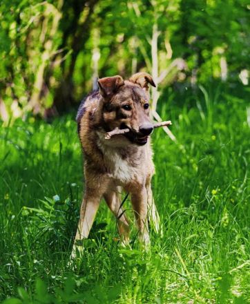 Der wunderschöne Bond sucht ein zu hause