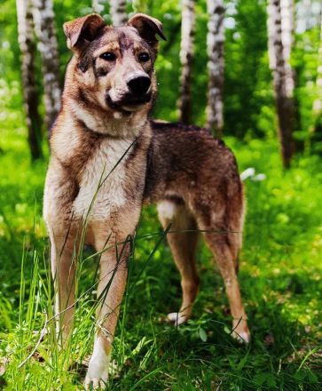 Der wunderschöne Bond sucht ein zu hause