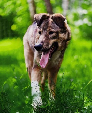 Der wunderschöne Bond sucht ein zu hause