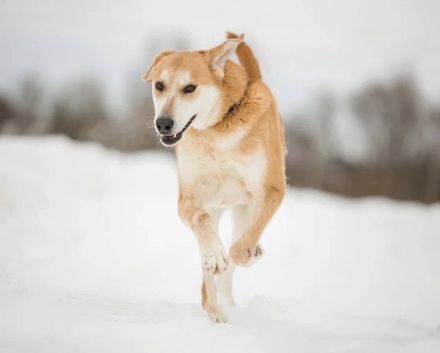 Ulan, weiches Herz wartet auf einen tollen Besitzer